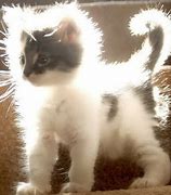 Image result for Static Shock Cats