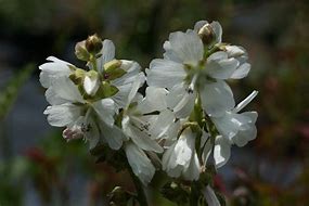 Image result for Sidalcea candida