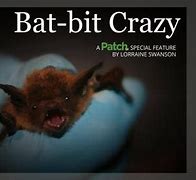 Image result for Bat Crap Crazy