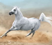 Image result for Arabian Horse Race