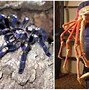 Image result for The World Biggest Spider in Scary
