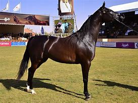 Image result for Arabian Horse Breed