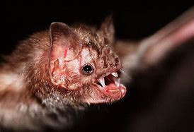 Image result for Vampire Bat Head