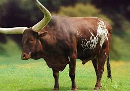 Image result for Ox