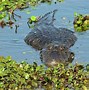 Image result for What's the Difference Between a Alligator and a Crocodile