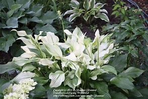 Image result for Hosta White Feather