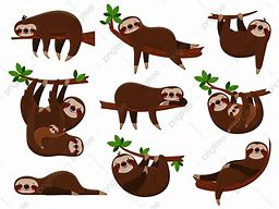 Image result for Sloth HD