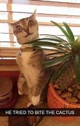 Image result for Goofy Cat Meme