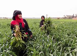 Image result for Egypt Farmers