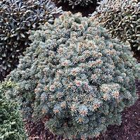 Image result for Abies lasiocarpa Alpine Beauty