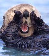 Image result for Otter National Geographic