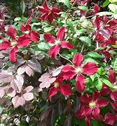 Image result for Clematis viticella BURNING LOVE