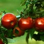 Image result for Red Jonathan Apple