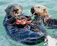 Image result for Sea Otter Food