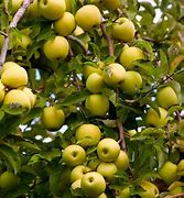 Image result for Yellow Delicious Apple Tree Size