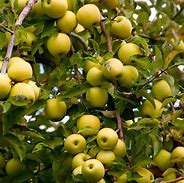 Image result for An Apple Tree