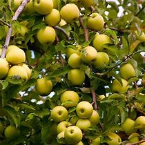 Image result for Yellow Delicious Apple Tree