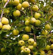 Image result for dwarf apple trees