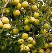 Image result for Jungs Honey Golden Apples Tree