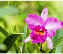 Image result for Facts About the National Flower of Brazil