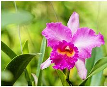 Image result for Campo Flowers From Brazil