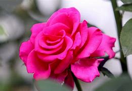 Image result for Deep Pink Roses