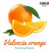 Image result for Valencia Orange From Meow or Never Cat