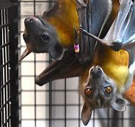 Image result for Bat Toy From London Zoo