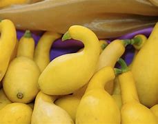 Image result for Cook Yellow Crookneck Squash