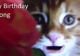 Image result for Cat Singing Happy Birthday Meme