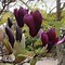 Image result for Magnolia Black Tulip