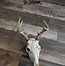 Image result for Buck Deer Skull