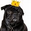 Image result for Early Pug