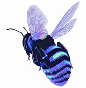 Image result for Cricket Bug Aesthetic