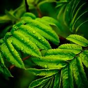 Image result for Green Wallpaper 4K Phone