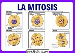 Image result for Mitosis Memz
