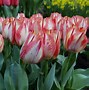 Image result for Tulipa Spryng Break