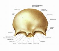 Image result for Frontal Bone