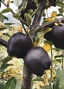 Image result for Black Diamond Apple Real or Fake