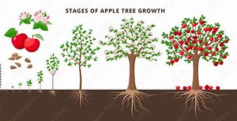 Image result for Apple with Seeds Educational