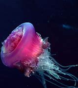 Image result for Marine Life Animated Desktop Wallpaper
