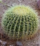 Image result for Cactus Nature