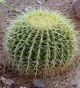 Image result for Growing Cactus Plant