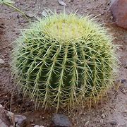 Image result for Cactus Shaped Phone Case