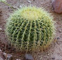 Image result for Desert Landscape with Cactus
