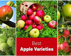 Image result for Apple Species