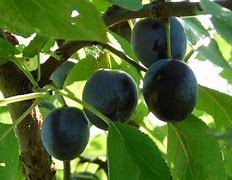 Image result for Prunus domestica Bleue de Belgique