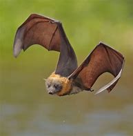 Image result for Fox Bat Adorable