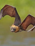 Image result for bats animals wingspan