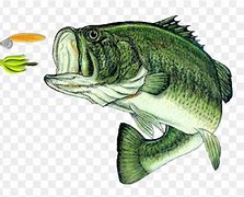 Image result for Big Bass Fish Clip Art
